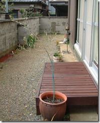 2009年2月の野の花工房の庭