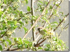 びっくりぐみの花を食べるスズメ
