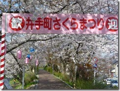 井手町桜まつり、玉川堤桜は9分咲き