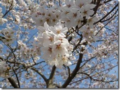 玉川堤桜は9分咲き