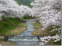 2010年京都府井手町玉川堤の桜ソメイヨシノ