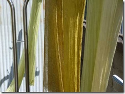 カラスノエンドウで草木染