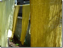 カラスノエンドウで草木染