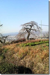 井手町の地蔵禅院のしだれ桜（冬）