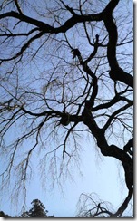 井手町の地蔵禅院のしだれ桜（冬）