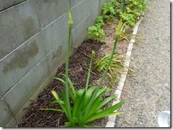 たぶんアガパンサス