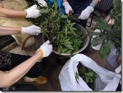 やまももで草木染め、ヤマモモの枝葉を５cmにきざむ