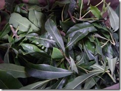 やまももで草木染め、ヤマモモの枝葉