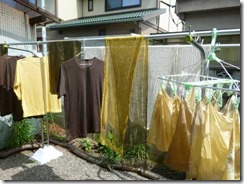 やまももで草木染め、染め上がって干しているところ