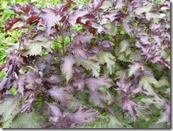 草木染に使う赤じそ、2番刈りでもOK