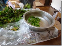 藍の生葉染めの方法２。藍の葉の部分だけを分ける