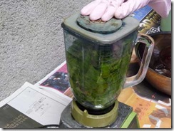 藍の生葉染めの方法３。藍の葉と水を入れミキサーに