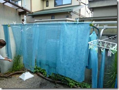 藍の生葉染めの方法８。干して完成