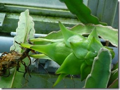 布引ハーブ園の温室