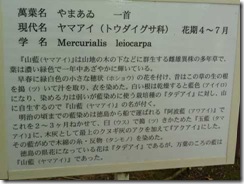 「山藍」奈良・万葉植物園