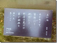 「茜」奈良・万葉植物園