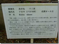 「茜」奈良・万葉植物園