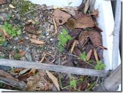 「茜」奈良・万葉植物園