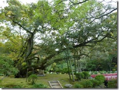 奈良・万葉植物園の真ん中の大きな木