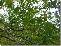 「なし」奈良・万葉植物園