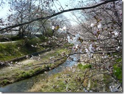 2011年玉川堤の桜、3分咲き