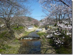 2011年玉川堤の桜