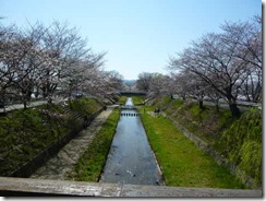 2011年玉川堤の桜