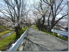 2011年玉川堤の桜