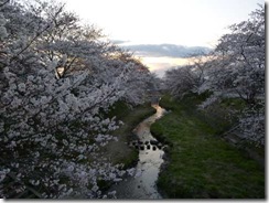 京都・井手町玉川堤の桜は満開