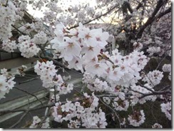 京都・井手町玉川堤の桜は満開