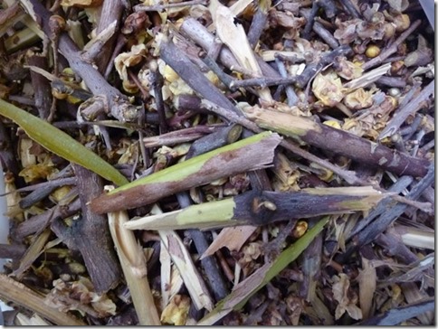 草木染にも使えるロウバイ、煮出した後の枝 草木染にも使えるロウバイ、煮出した後の枝