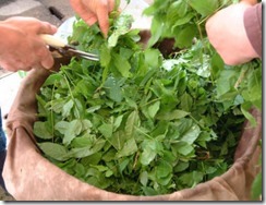 藤を刻んで草木染