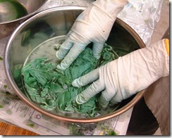 藍の生葉染め、染めているところ、その２