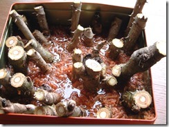 タラの芽水耕栽培（おがくずと水で）