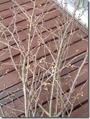 和歌山の桜の枝、草木染に使いました