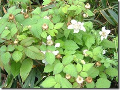京都・井手町の道端に野生のイチゴ