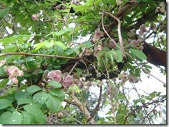 京都・井手町の道端にあけびの花