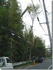 大木伐採中