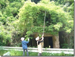 山の藤を草木染用に少しいただく