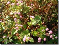 kyoto-ide-town-noyama-03