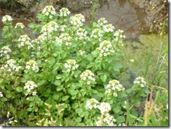 京都・井手町の自然、クレソン