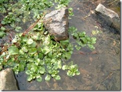 玉川のクレソン