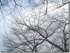 京都・井手町、玉川堤のまだつぼみの桜