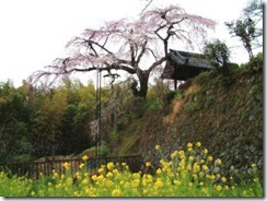 2007年撮影の京都・井手町、地蔵禅院のしだれ桜