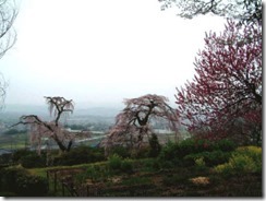 2007年撮影です。京都・井手町の地蔵禅院のしだれ子桜