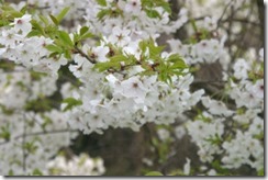 京都・井手 玉川堤の桜