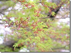 京都・井手町の玉川堤もみじの花