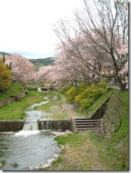 京都・井手町の玉川堤の桜の花筏