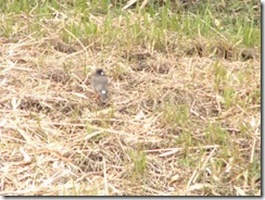 井手・玉川の小鳥