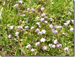 京都・井手町の自然、ムラサキサギゴケ